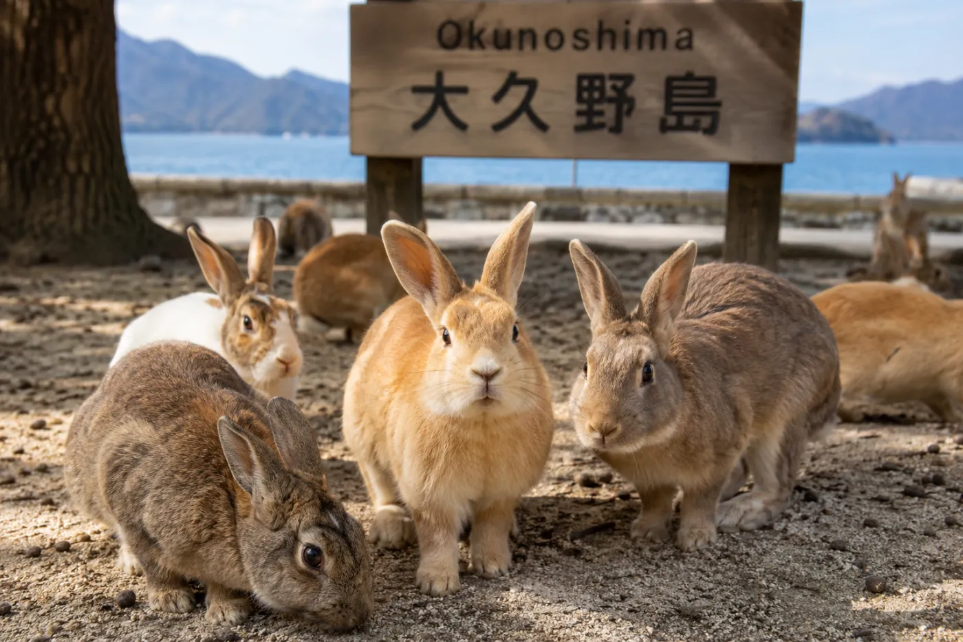 Japonia, Wyspa Królików, króliki, dziki, wyspa