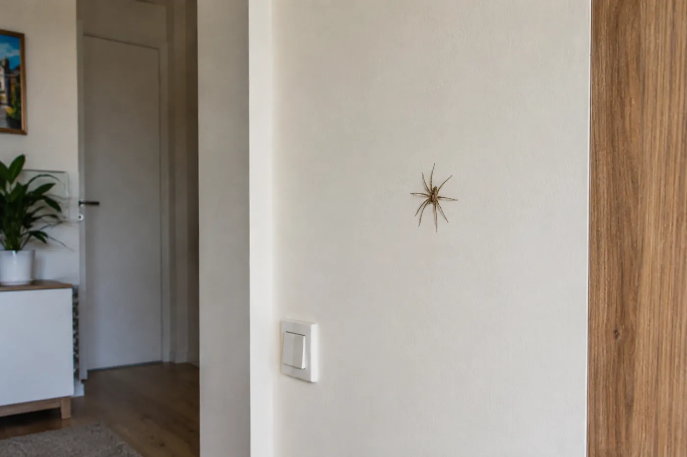 pająk, mieszkanie, owad