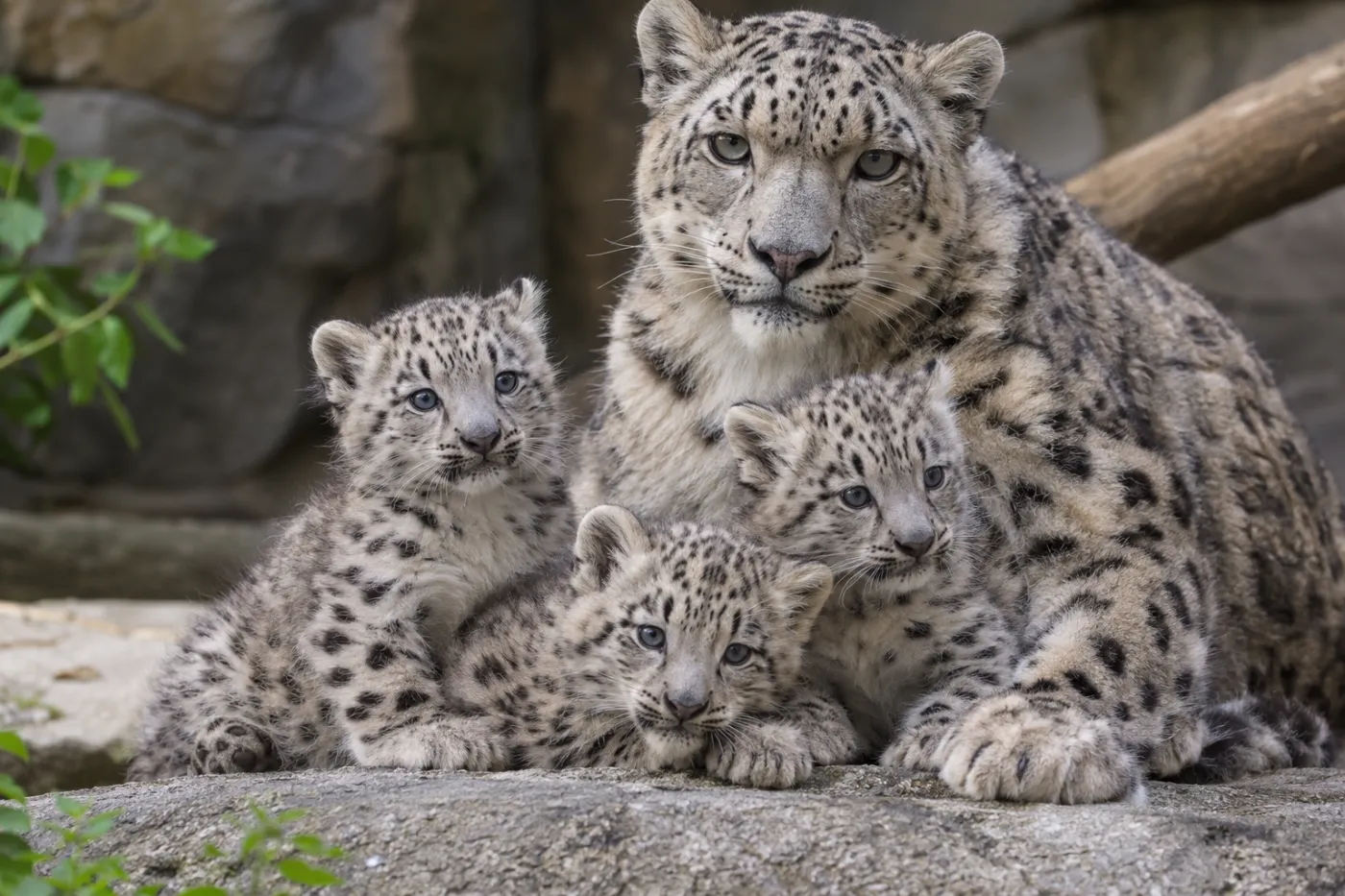 irbis śnieżny, narodziny, zoo, drapieżnik