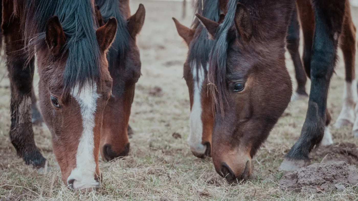 Horses,Grazing,Together,In,Pasture,Close,Up,,Multiple,Brown,Horses