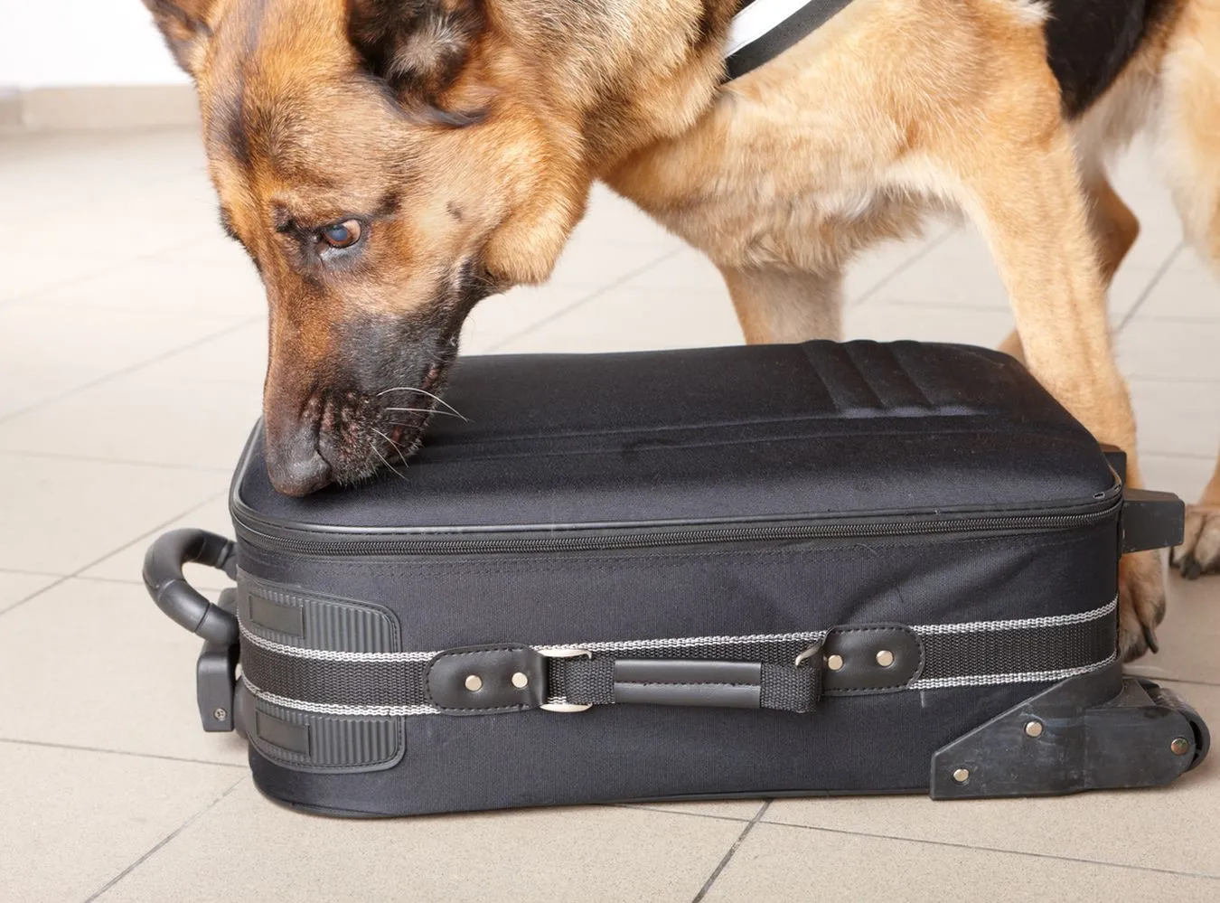 Pies szuka narkotyków w walizce na lotnisku