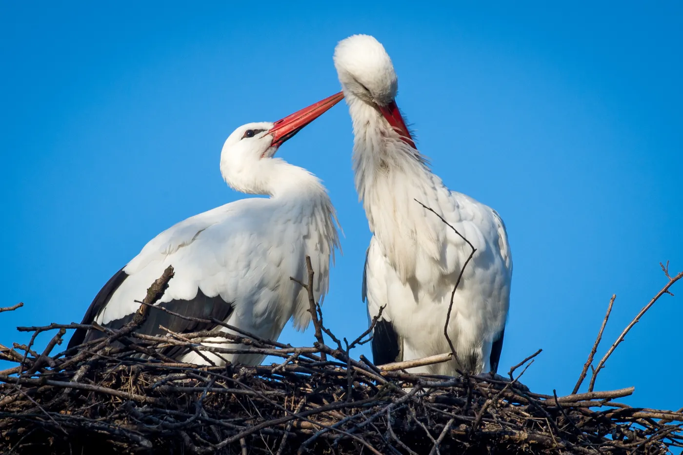 Pierwsze bociany już są! Wiosna w powietrzu