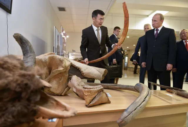 Zamiast polskiej wieprzowiny mięso mamuta? Zagadkowe zachowanie Putina