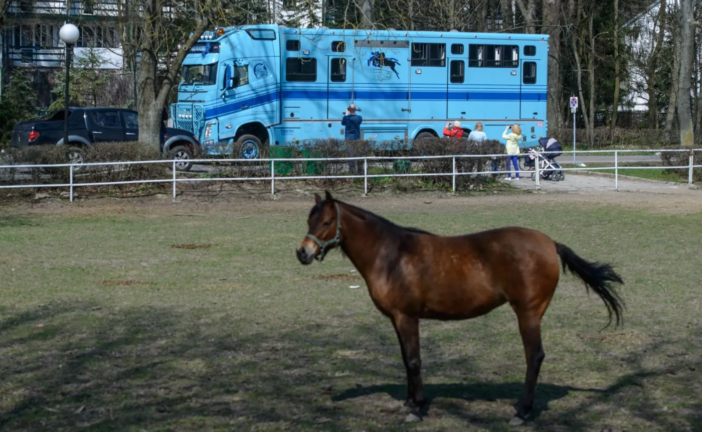 Transport klaczy należących do Shirley Watts