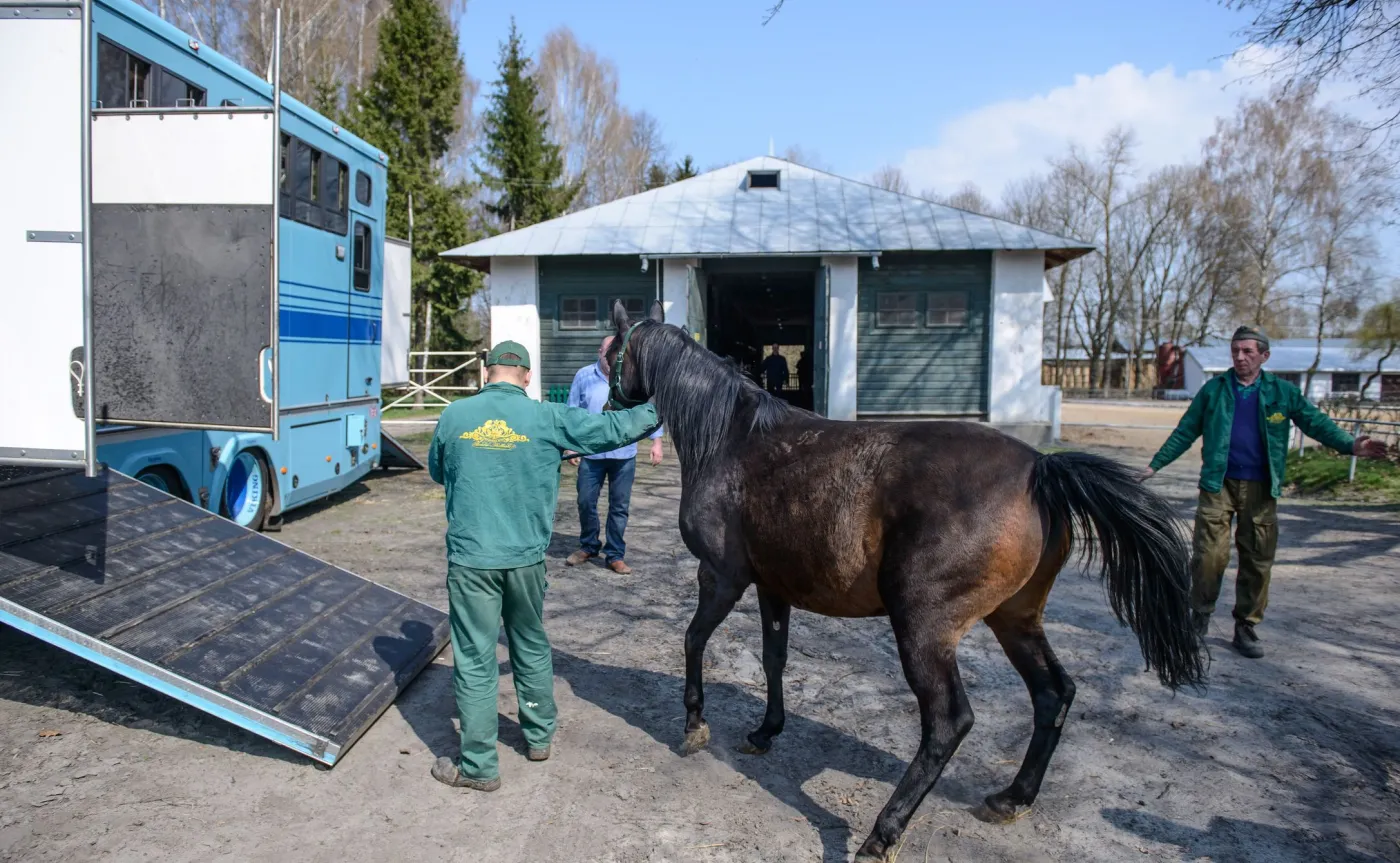 Klacze należące do Shirley Watts opuszczają stadninę w Janowie Podlaskim