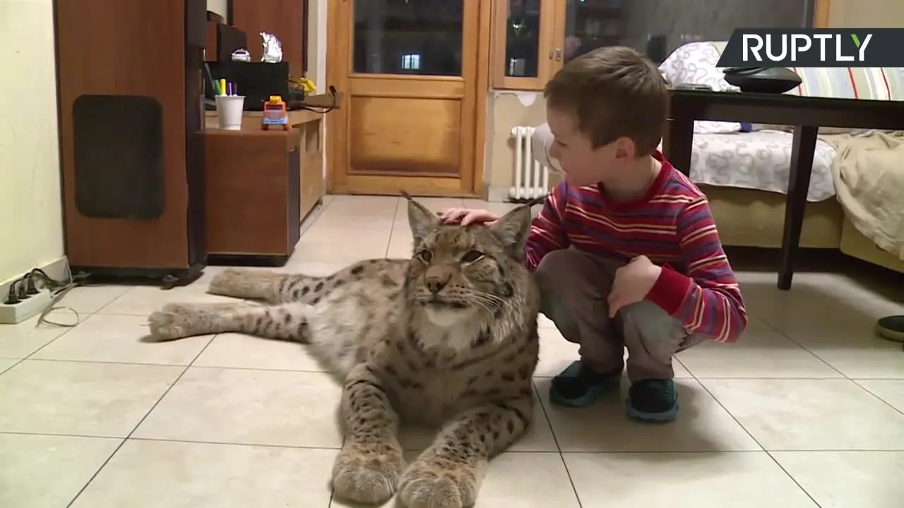 Ryś domowym pupilem mieszkańca moskiewskiego blokowiska