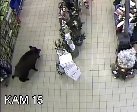 Dzik w sklepie "Mrówka" w Nowym Dworze Mazowieckim. fot. Facebook sklepu