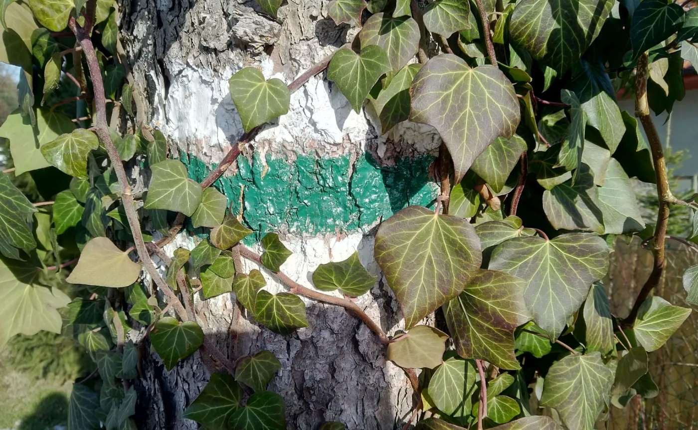 10789286-zdjecie-wykonane-asusem-zenfone.jpg