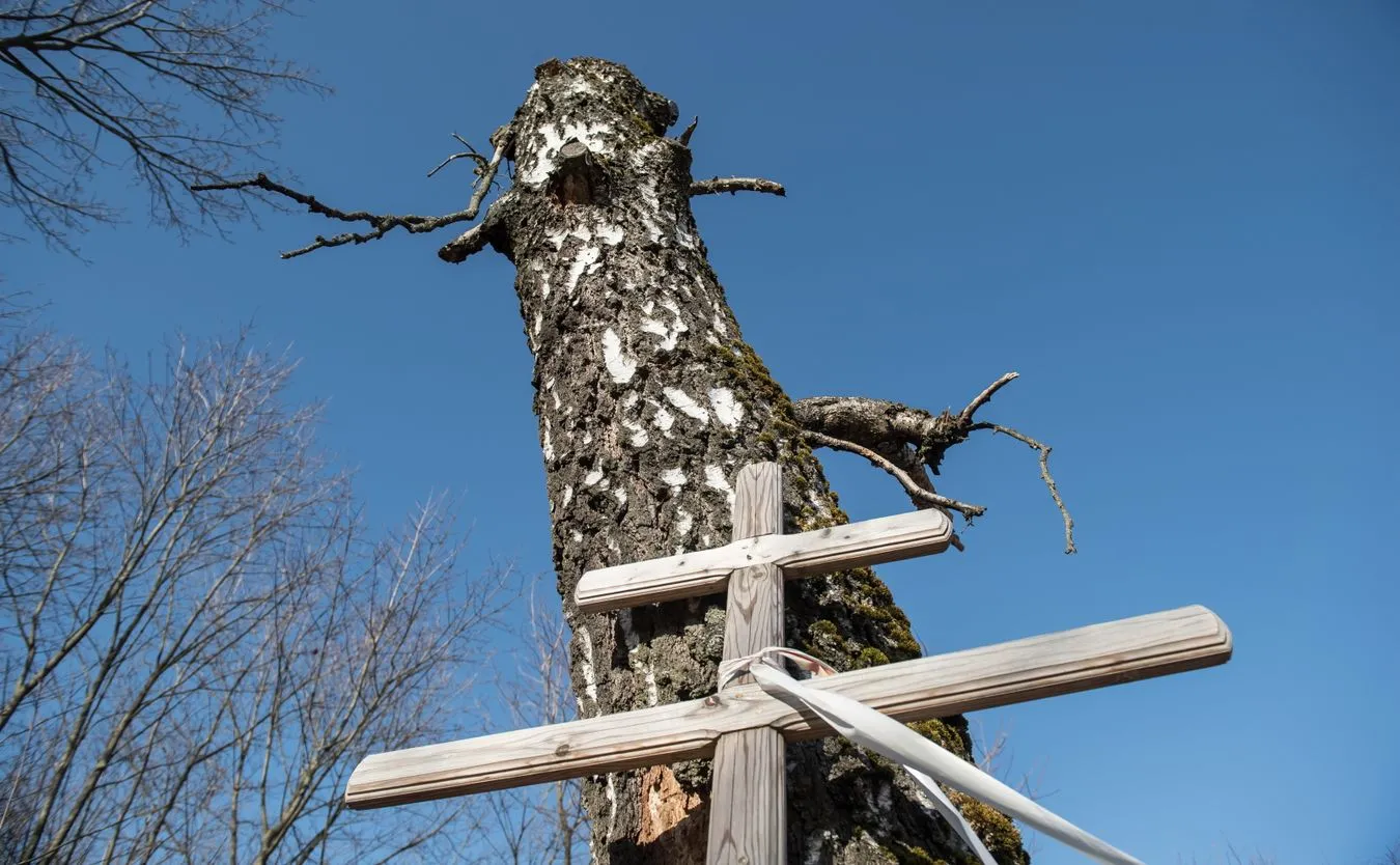 Brzoza, o którą zawadził polski tupolew