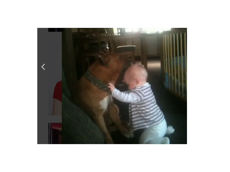 Córeczka Kasi Bujakiewicz wkłada główkę do pyska amstaffa, ona to nagrywa i publikuje. Internauci nie wytrzymali...