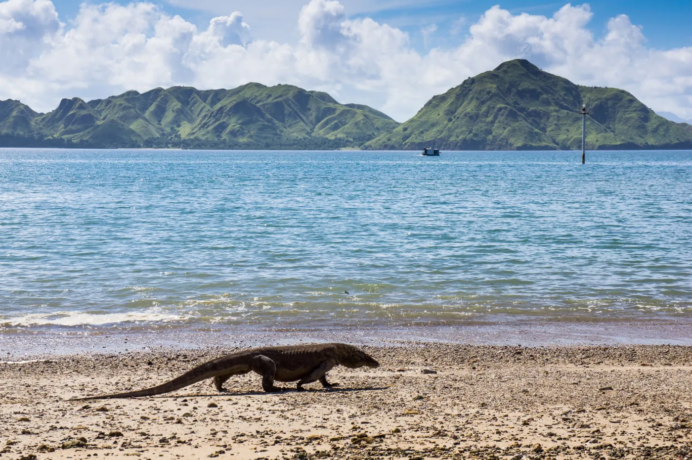 Waran na plaży na wyspie Komodo, Indonezja