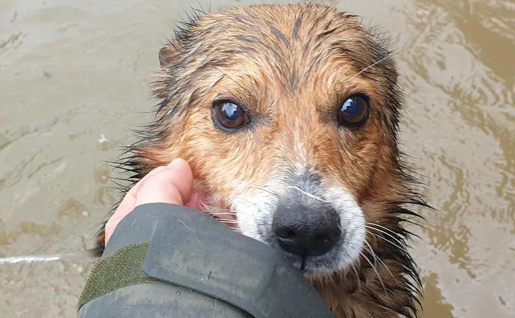 Pies ze schroniska Czekadełko
