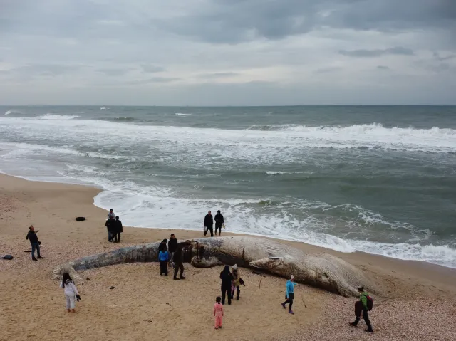 Wyciek ropy ze statku skaził całe wybrzeże. Wielka katastrofa ekologiczna w Izraelu