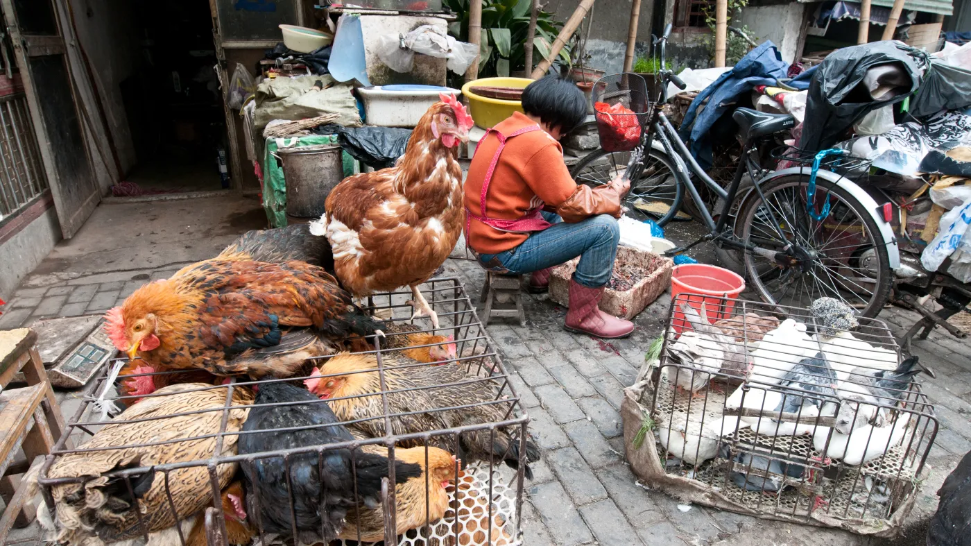 mokry targ Chiny Szanghaj drób żywy inwentarz ptaki