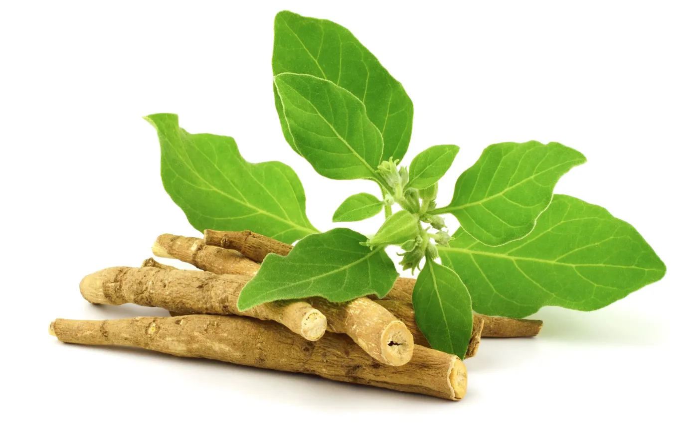 Łagodzi stres, poprawia nastrój: ashwagandha. Jak z niej korzystać?