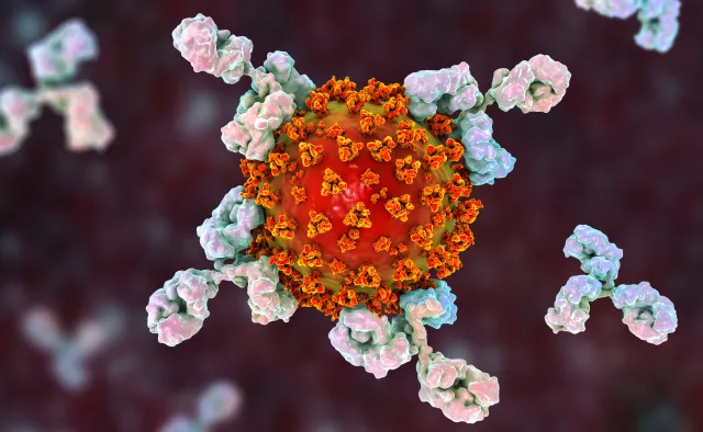 "Zdradzieckie" przeciwciała mogą powodować ciężki przebieg COVID-19