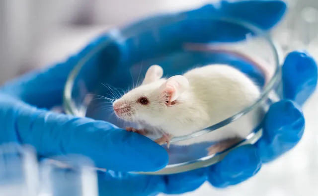 Wyhodowano żeńskie jajeczka z komórek samców myszy