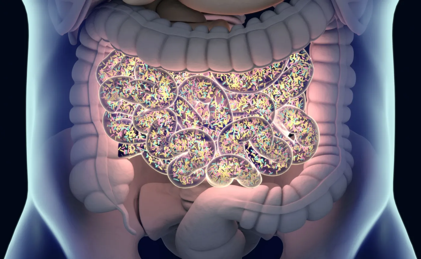 Zmieniona bakteria E. coli leczy jelita