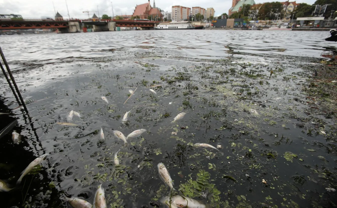 Odra znów zagrożona? "Sytuacja jakościowa wody jest alarmująca"