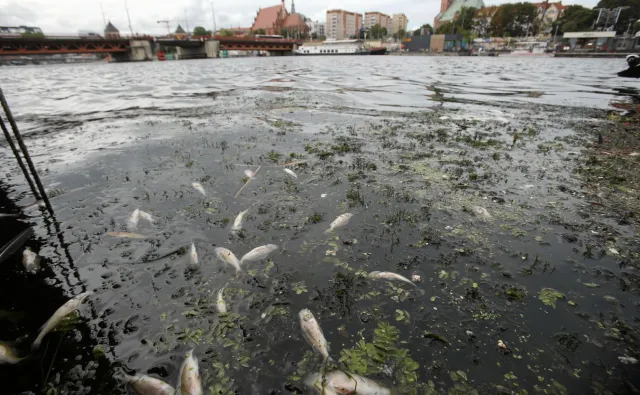 Odra znów zagrożona? "Sytuacja jakościowa wody jest alarmująca"