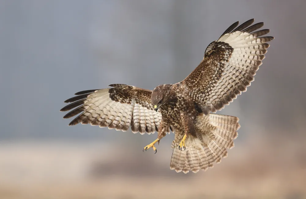 Akcja straży miejskiej na warszawskiej Białołęce. Skrzydlaty drapieżnik utknął w gołębniku