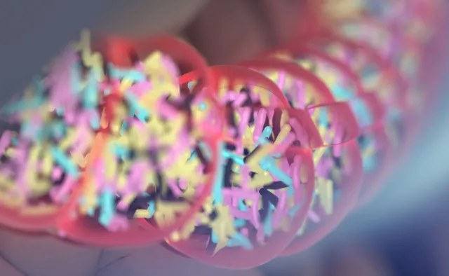 Bakterie jelitowe odpowiadają za twoje zachcianki jedzeniowe. Wyniki badania