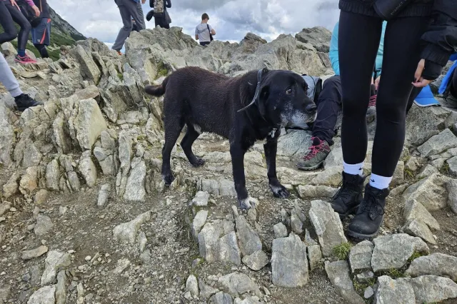Pies uciekł z domu, by... zdobyć Przełęcz Kondracką