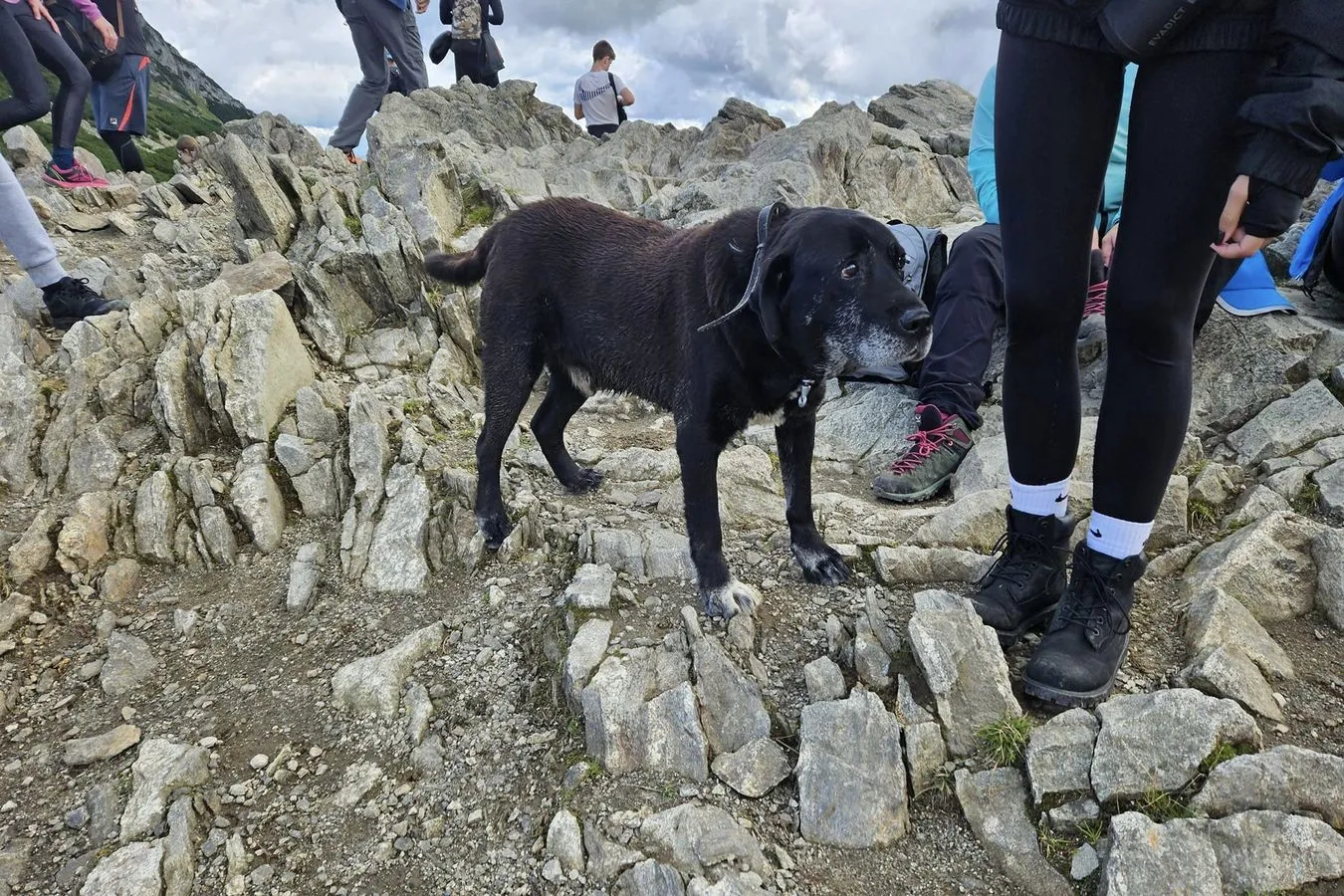 Pies zdobył Przełęcz Kondracką 