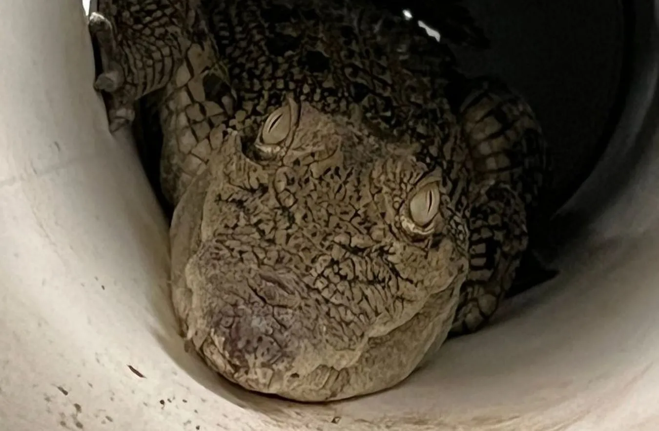 Zaskakujące odkrycie w kurniku