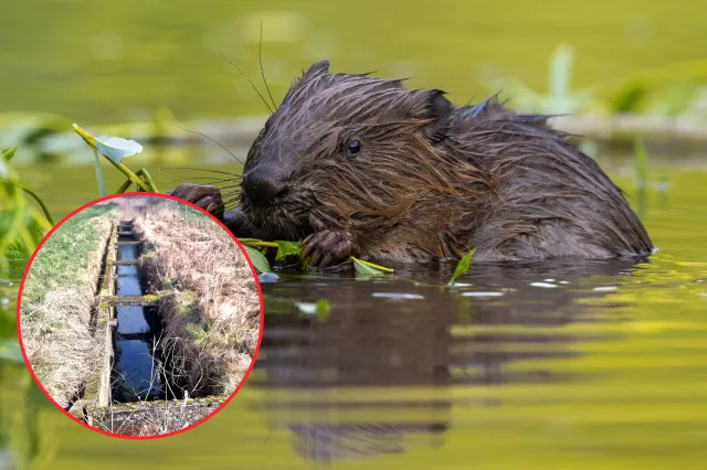 Bóbr wpadł w betonową pułapkę. "Odbiliśmy się od znieczulicy i ignorancji"