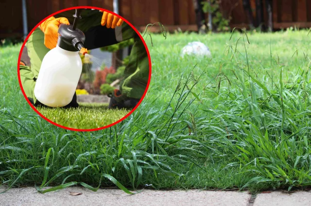 Spryskaj tym liście chwastów, a trawnik znów będzie piękny