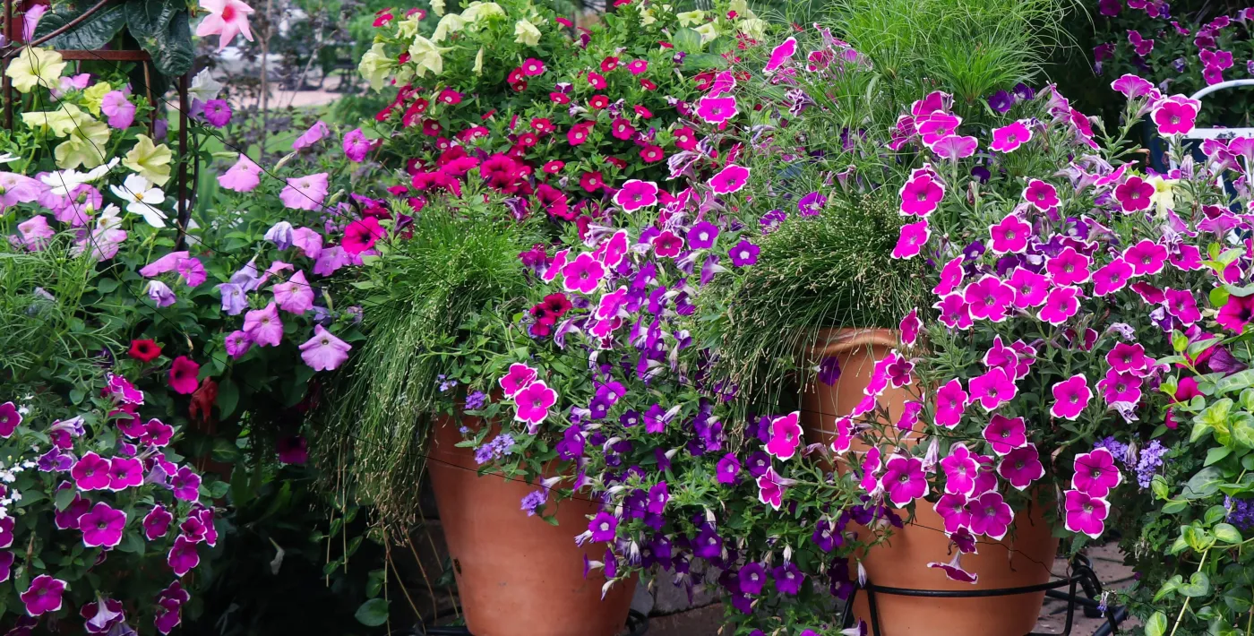 Te rośliny to największy hit na balkon w lecie 2024. Zobacz, co jest na topie