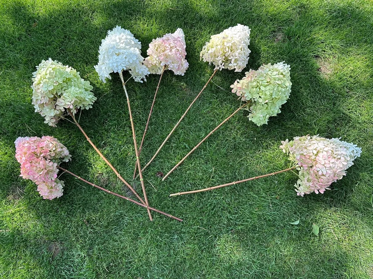 jak-suszyc-hortensje-zasuszyc-38274324.jpg