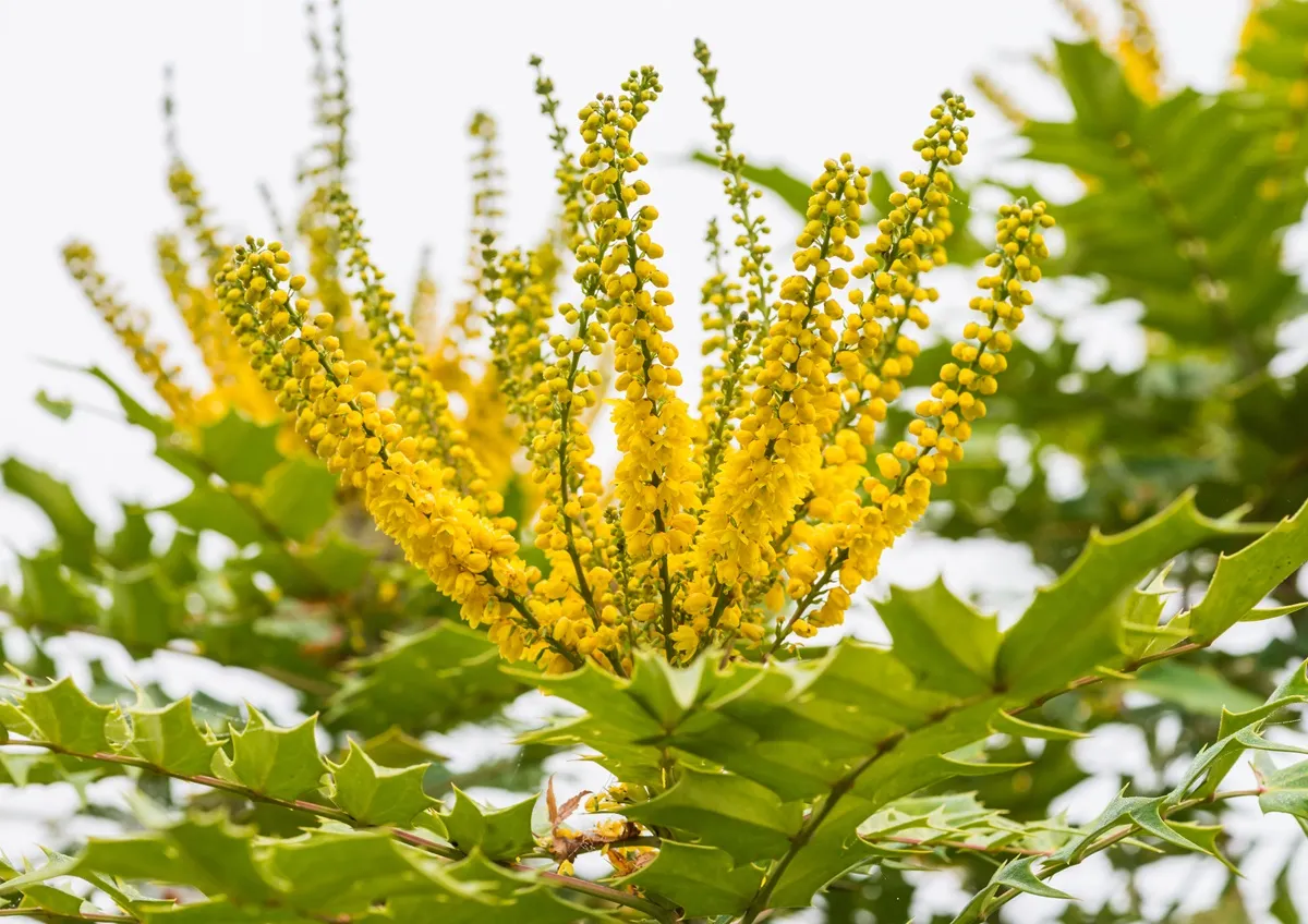 mahonia-japonska-kwitnie-zima-38300860.jpg