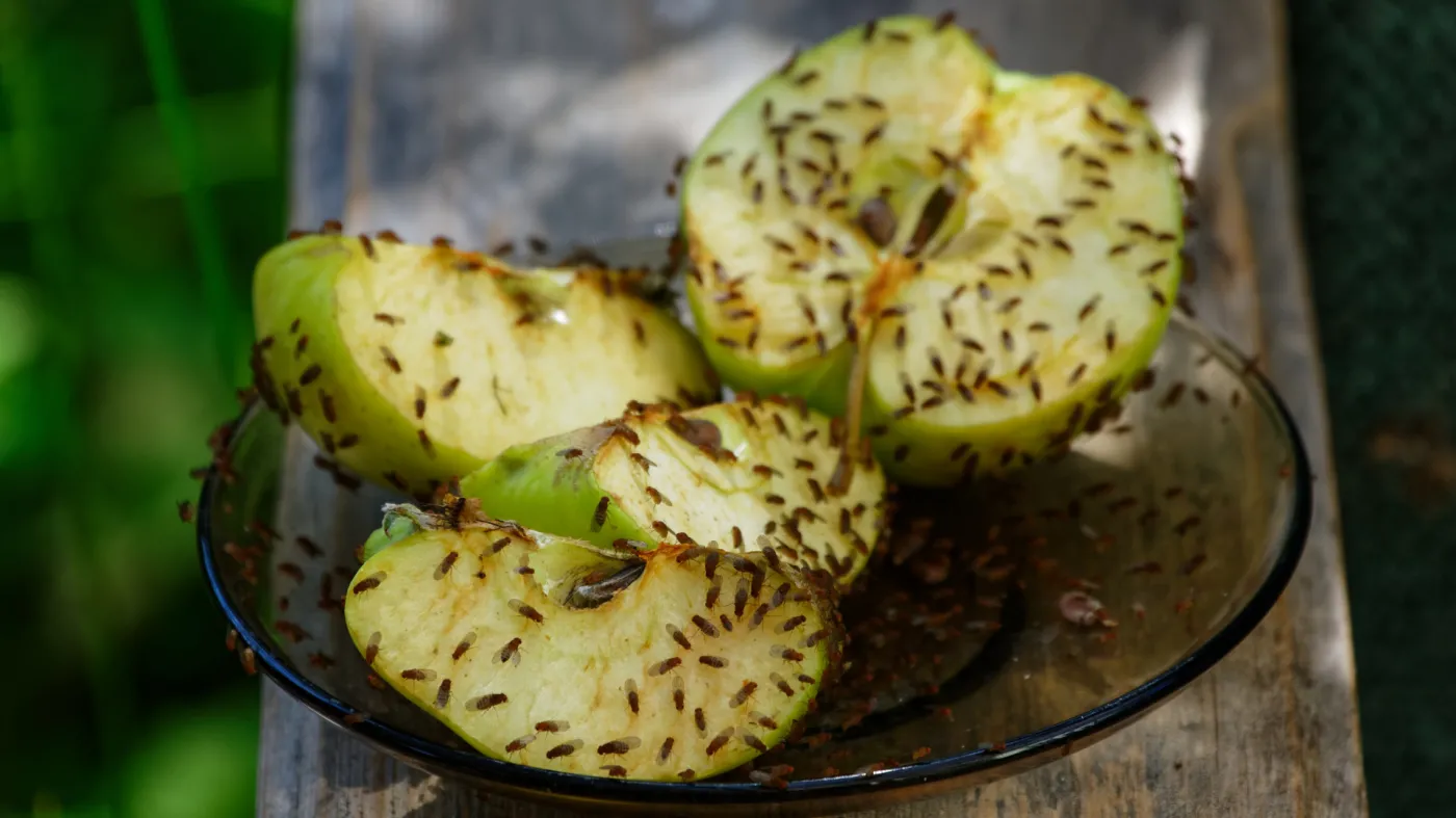 Muszki owocówki - jak się ich pozbyć? Najlepsze pomysły na pułapkę