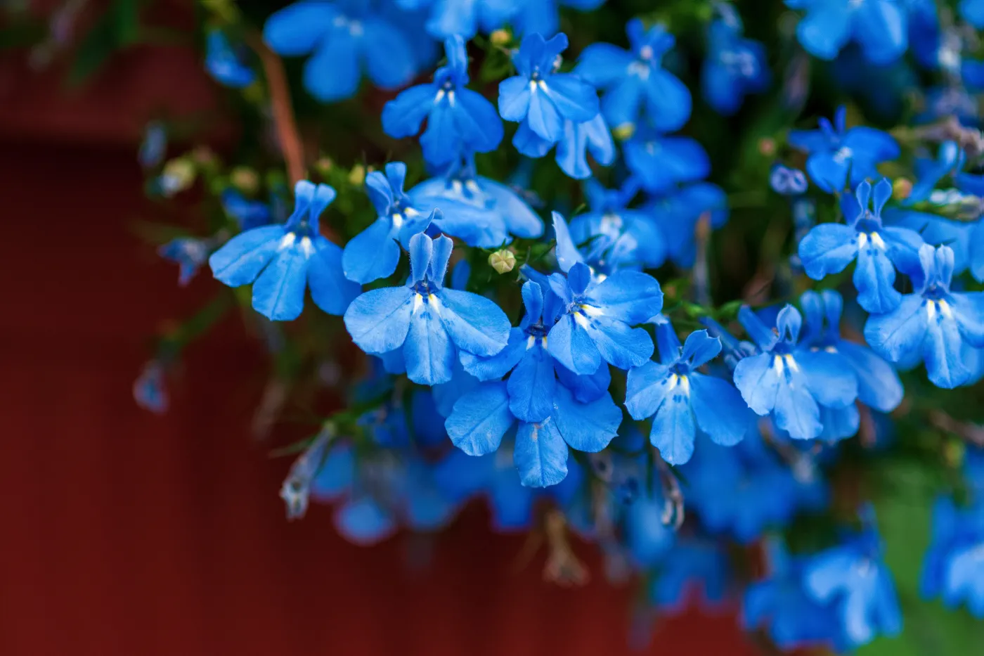 Lobelia przylądkowa Blue,Flowers,Of,Garden,Lobelia,(lobelia,Erinus,L.),Planted,In