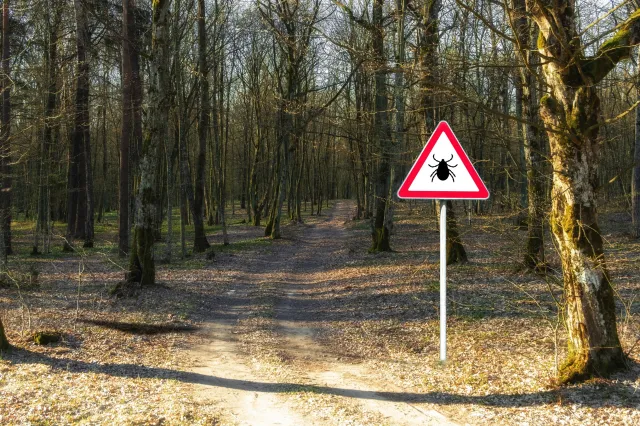 Inwazja kleszczy w Polsce. Jak się skutecznie chronić przed kleszczami?