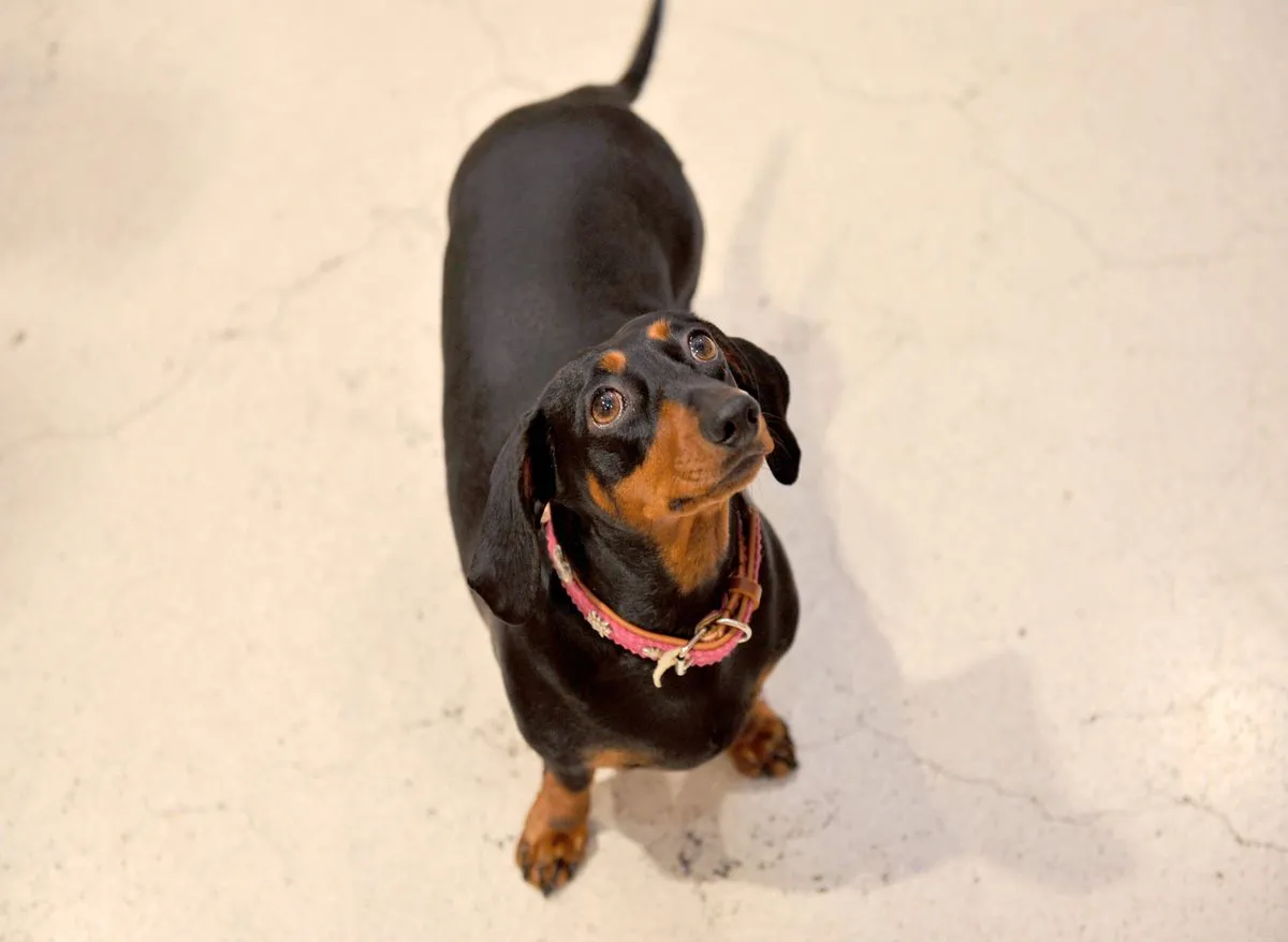 Niezwykła historia jamnika. Pies przeżył 529 dni w australijskim buszu