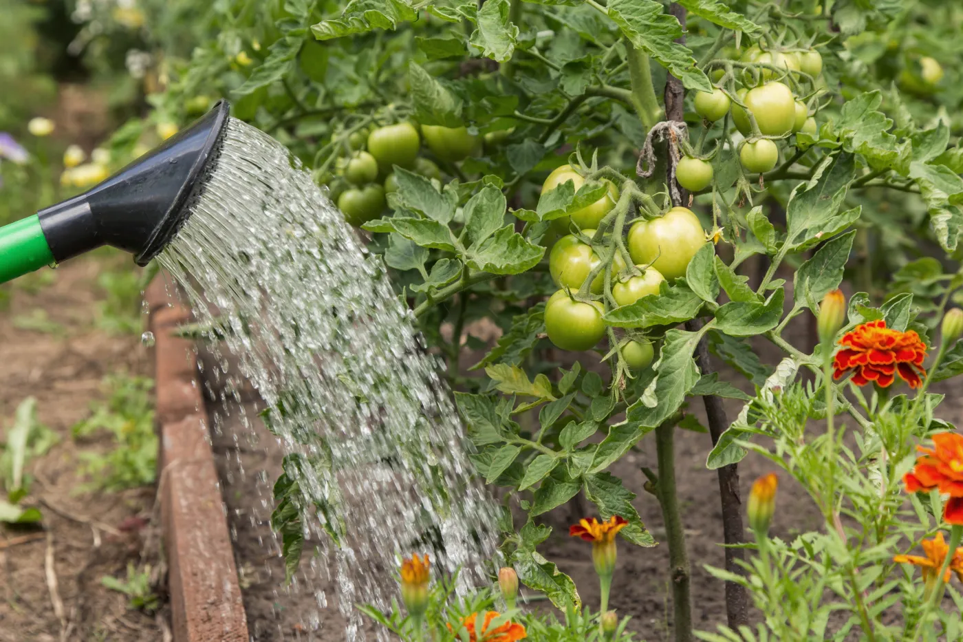 Aspiryna na pomidory - kiedy podlewać? Jak przygotować oprysk z aspiryny na pomidory? Czy aspiryna jest dobra dla pomidorów?