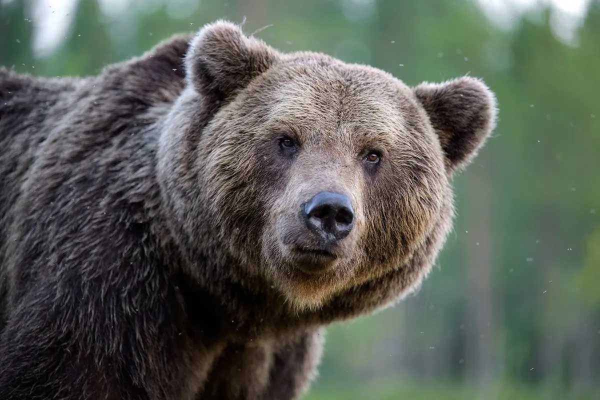 niedźwiedź brunatny zezwolenie na odstrzał bieszczady lipiec polska