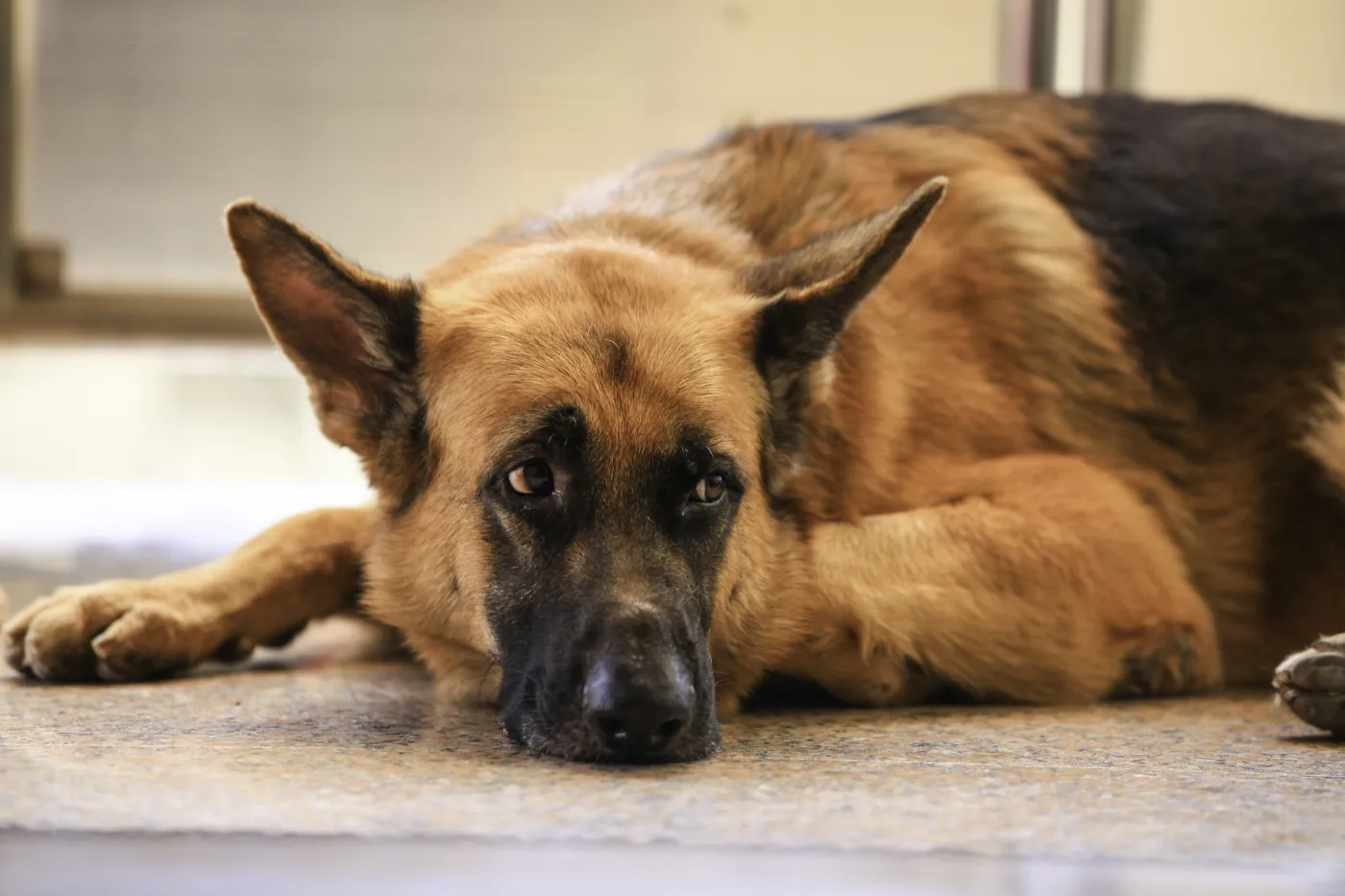 Nigdy nie zostawiaj tam pupila samego na dłużej niż 6 godzin. Możesz słono zapłacić