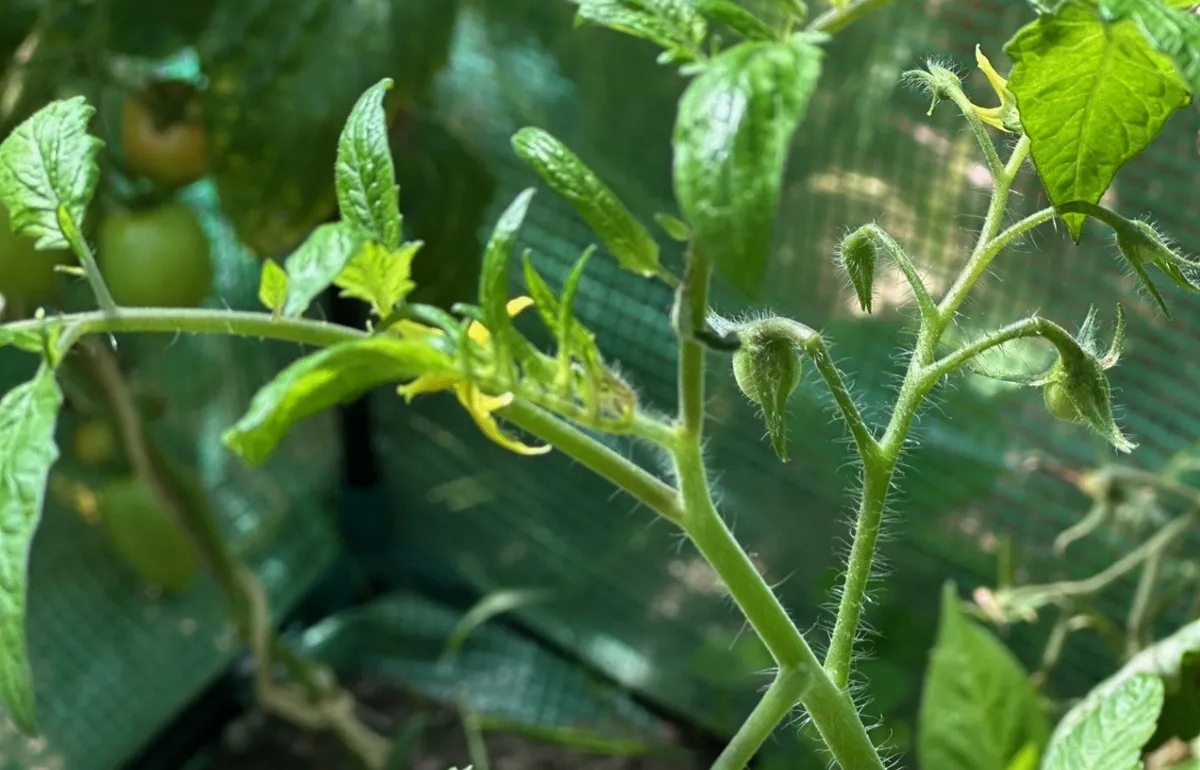 W sierpniu ogławiamy pomidory, papryki i dynie. Co to znaczy?