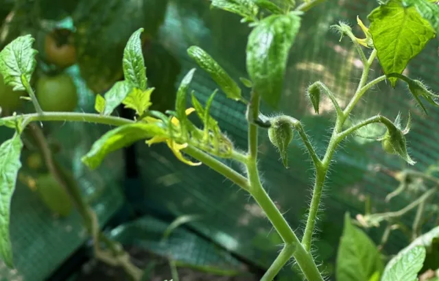 W sierpniu ogławiamy pomidory, papryki i dynie. Co to znaczy?
