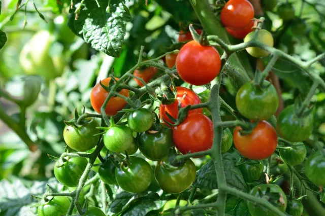 Jak podwiązać pomidory? 4 sposoby na podporę dla pomidorów