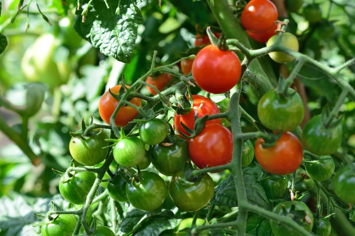 Jak podwiązać pomidory? 4 sposoby na podporę dla pomidorów