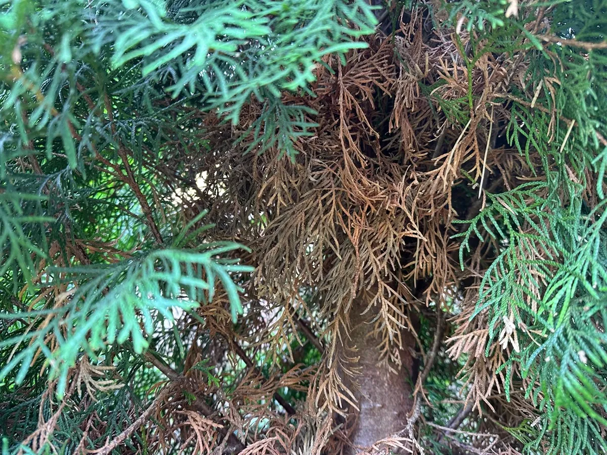 Dlaczego tuje żółkną od środka?