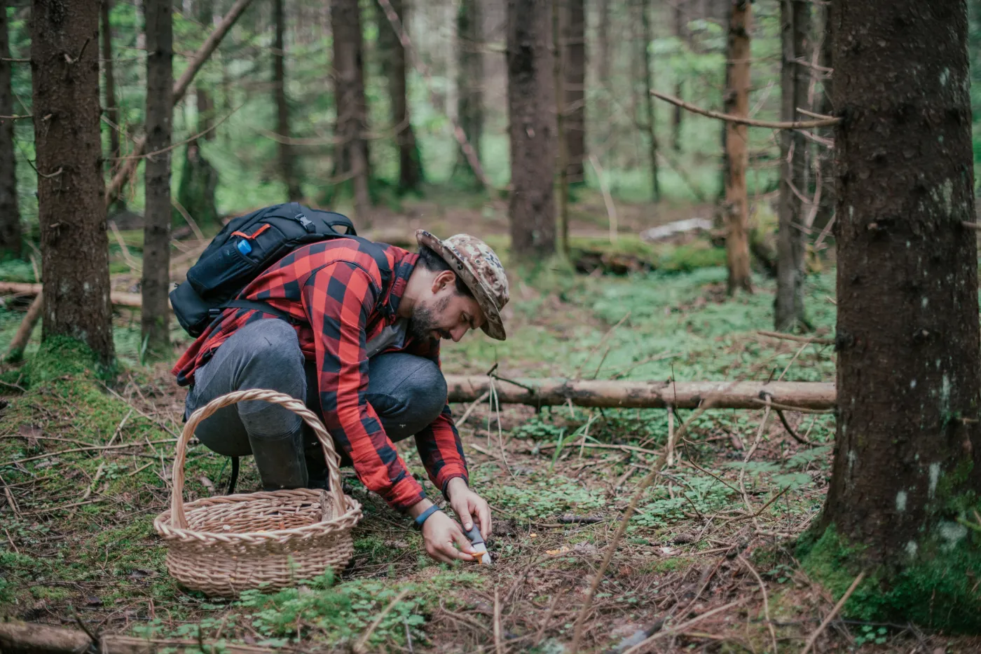 Uważaj na grzybobraniu! Niebezpieczeństwo może czaić się w zaroślach. Coraz więcej przypadków. O co chodzi?