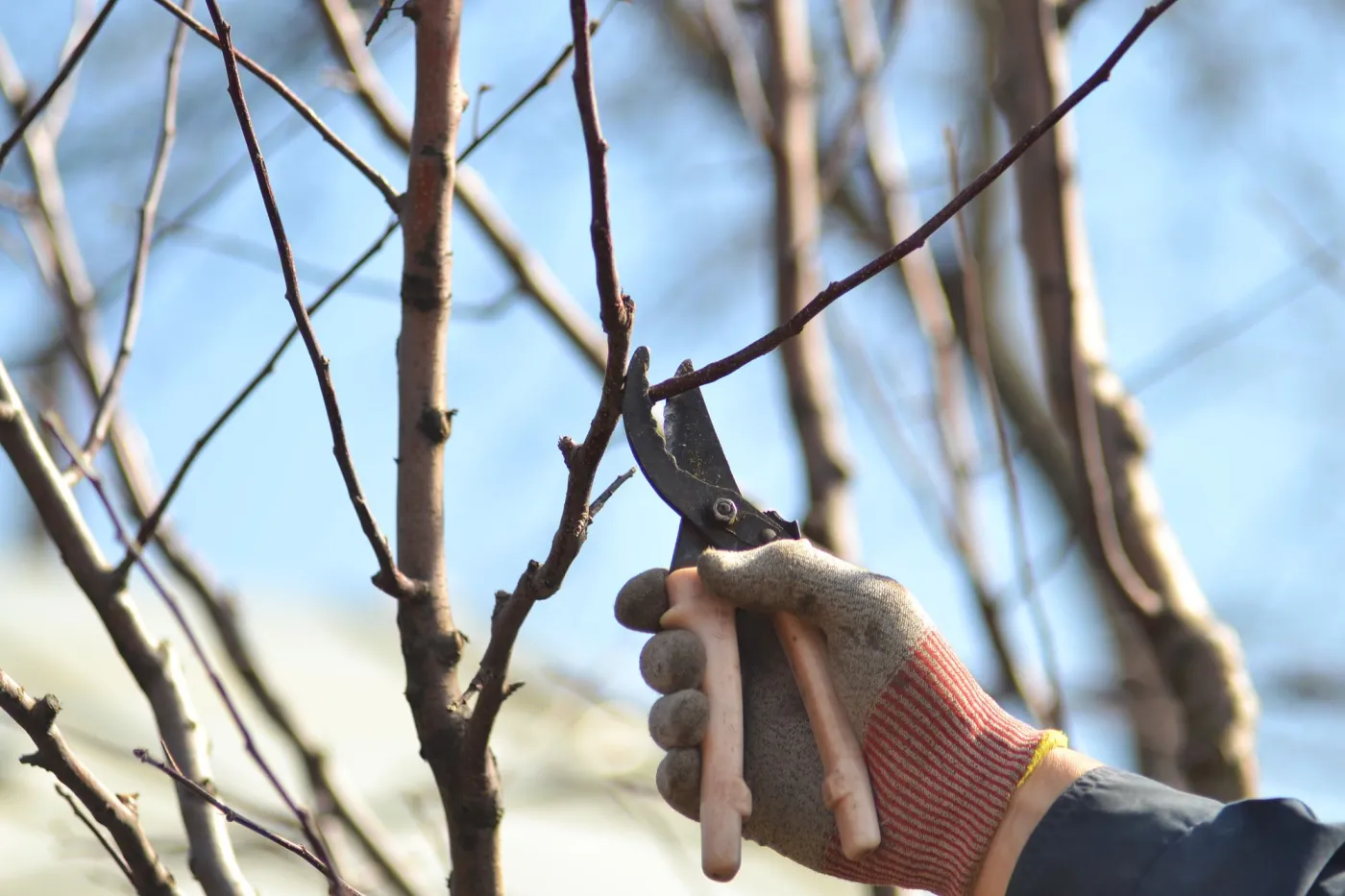 Cięcie drzew owocowych - kiedy przycinać drzewa owocowe zimą? Jak przycinać drzewa owocowe?