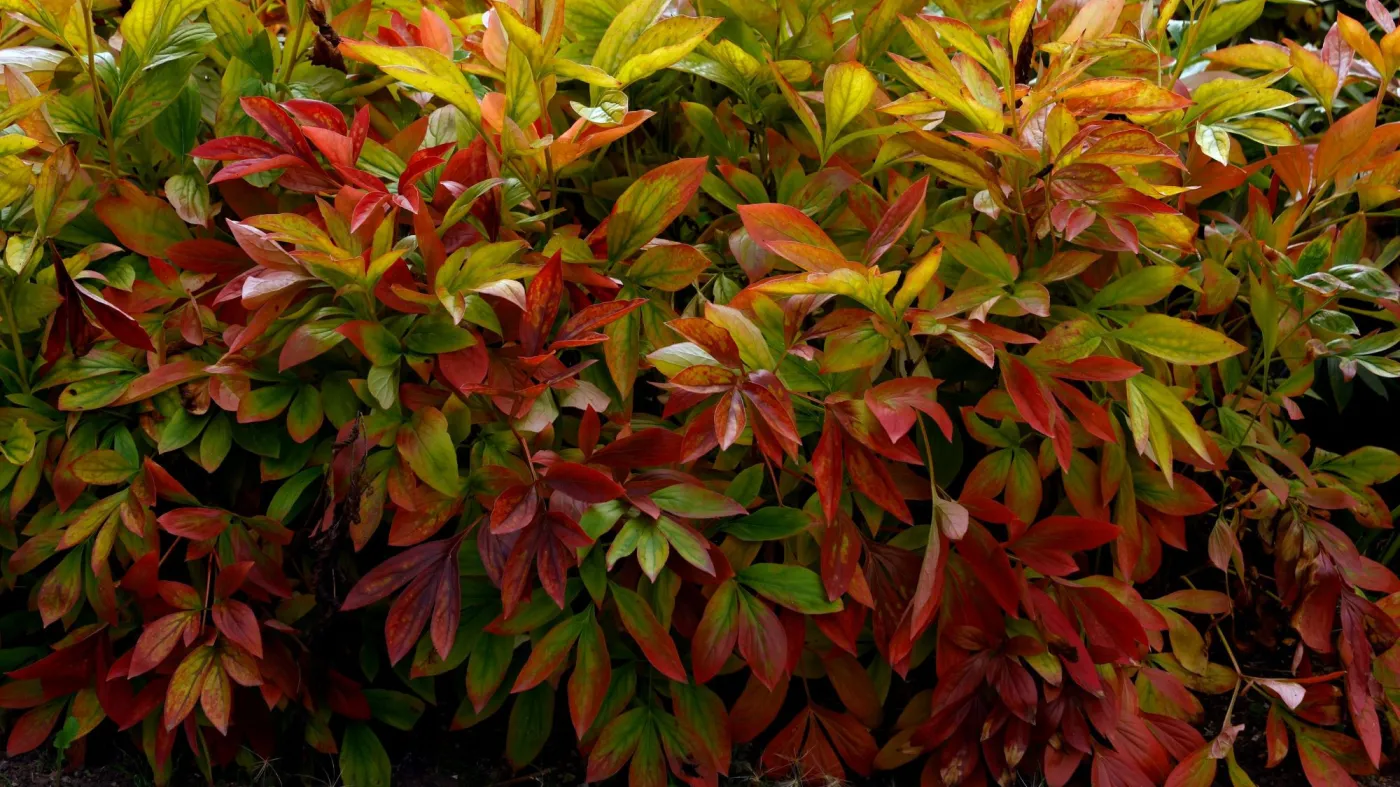 Przytnij piwonie teraz na tę wysokość. Wiosną wypuszczą mnóstwo pąków
