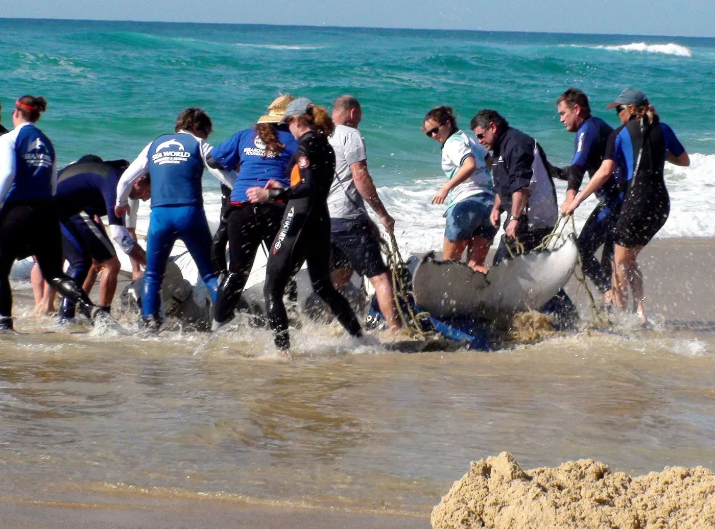 Ekipa ratowników przenosi wieloryba do morza